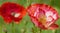 Poppy flower with red petals