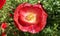 Poppy flower with red petals