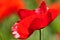 Poppy flower with red petals