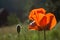 Poppy Flower and Stem in Field in Colorado