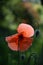 Poppy flower summer time sun rays