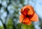 Poppy flower summer time sun rays