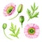 Poppy flower watercolor illustration set. Tender pink papaver blossoms, buds, green leaves element. Pink poppy on white