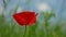 Poppy flower waving on wind in field