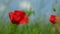 Poppy flower waving on wind in field, right pan