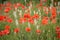 Poppy flowering in early spring