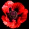 A poppy is a flowering plant in the subfamily Papaveroideae
