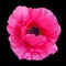 A poppy is a flowering plant in the subfamily Papaveroideae