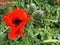 Poppy Flowering at Southwold