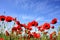 Poppy flowers