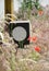 Poppy flowers along railway tracks