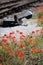 Poppy flowers along railway tracks