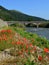 poppy flowers along the river and the bridge