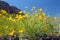 Poppy flowers blossoming in spring in desert at Picacho Peak State Park north of Tucson, AZ