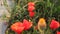 Poppy flowers and bud