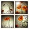 Poppy flowers collage