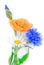 Poppy flowers and cornflower isolated