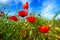 Poppy flowers and deep blue sky