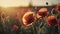 poppy flowers in the field. Beautiful wildflowers growing in spring. Sunlit background.