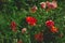 poppy flowers field dark toned