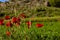 Poppy flowers in the field in the middle of the mountains