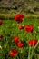 Poppy flowers in the field in the middle of the mountains