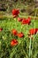 Poppy flowers in the field in the middle of the mountains