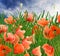 poppy flowers, green grass and cloudy blue sky