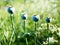 Poppy flowers in Kensington Gardens in summer