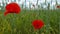 Poppy flowers on a large field. A walk in the countryside. Beautiful summer nature on a Sunny day