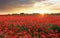 Poppy flowers meadow and nice sunset scene