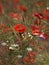 Poppy flowers meadow. Red poppy with white camomile blossom.