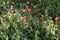 Poppy flowers in the morning