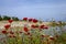 Poppy flowers and a part of Cirali Beach