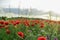 Poppy flowers and peaceful nature