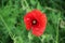 Poppy flowers in red color along the side of the road in the Netherlands