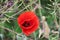 Poppy flowers in red color along the side of the road in the Netherlands