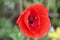 Poppy flowers in red color along the side of the road in the Netherlands