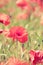 Poppy flowers retro summer background