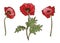 Poppy flowers set. Vector isolated blooming red poppies buds. Floral botanical illustration for design decor or holiday greetings