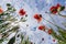 Poppy flowers on the sky background