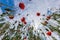 Poppy flowers on the sky background