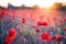 Poppy flowers in sunset, golden background