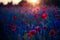 Poppy flowers in sunset, golden background