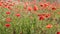 Poppy flowers swaying in a gust of wind. A field of poppies.