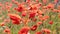 Poppy flowers swaying in a gust of wind. A field of poppies.