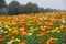 Poppy flowers with tree