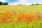 Poppy flowers in the tuscan countryside in Italy