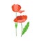 Poppy flowers. Ukrainian symbols