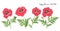 Poppy flowers. Vector isolated flowering red poppies buds leaves